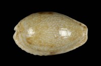 藏品(腰斑寶螺)的圖片